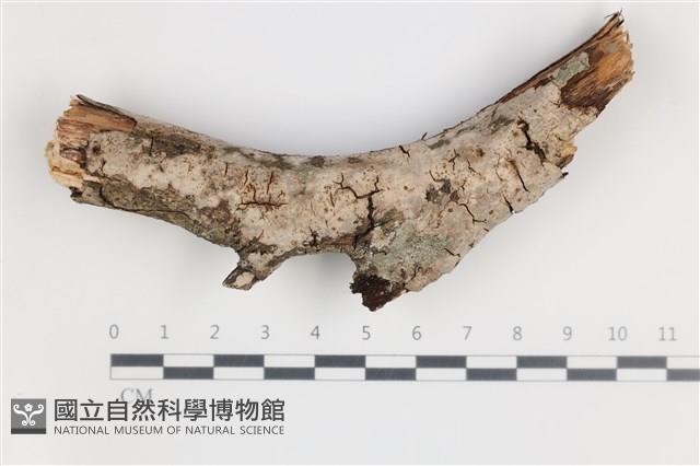 登錄號:F0035507藏品圖，第1張