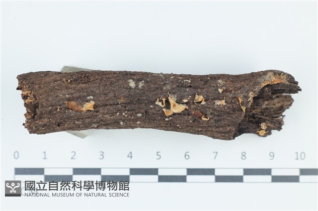 登錄號:F0039507藏品圖，第1張
