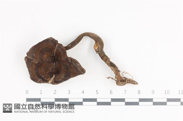 Accession Number:F0036107 Collection Image, Figure 1, Total 3 Figures