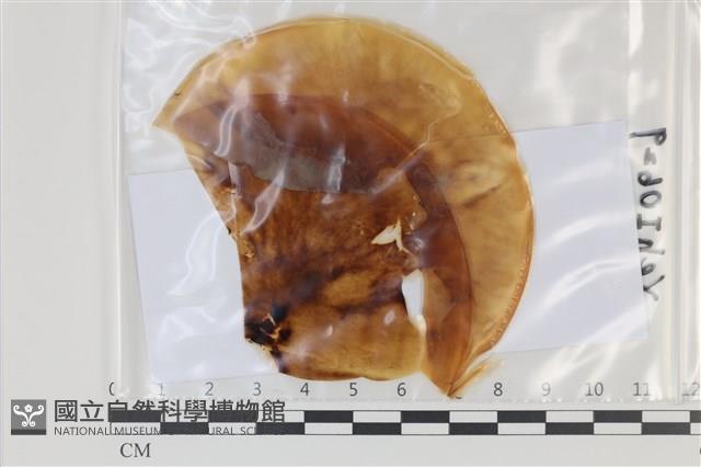 登錄號:F0035107藏品圖，第1張