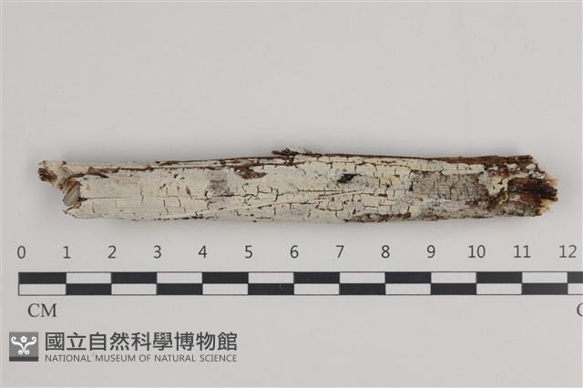 登錄號:F0036007藏品圖，第1張