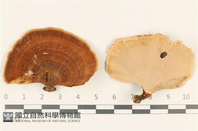 相鄰小孔菌藏品圖，第1張