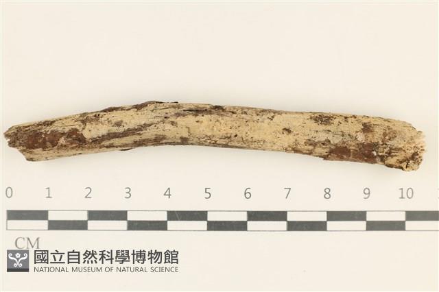 登錄號:F0019007藏品圖，第1張