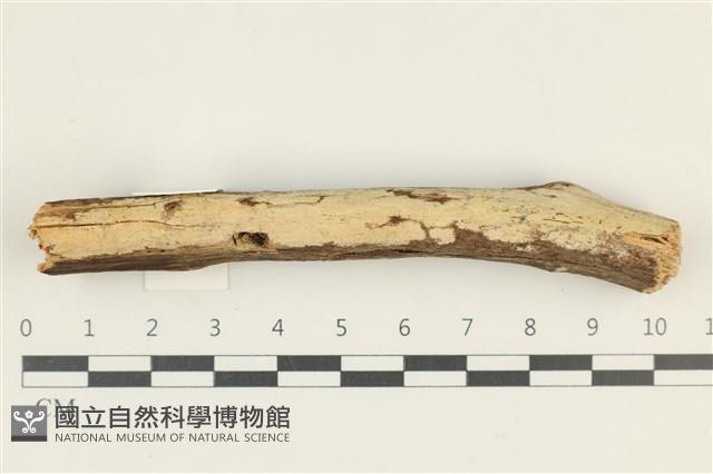 登錄號:F0038307藏品圖，第1張