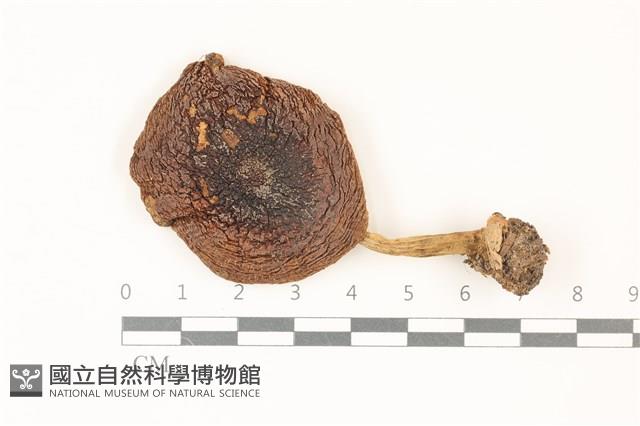 登錄號:F0037307藏品圖，第1張