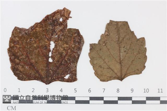 登錄號:F0035307藏品圖，第1張