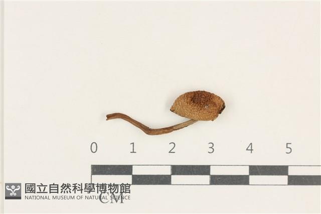 登錄號:F0038217藏品圖，第1張