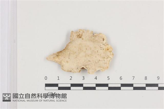 登錄號:F0036217藏品圖，第1張