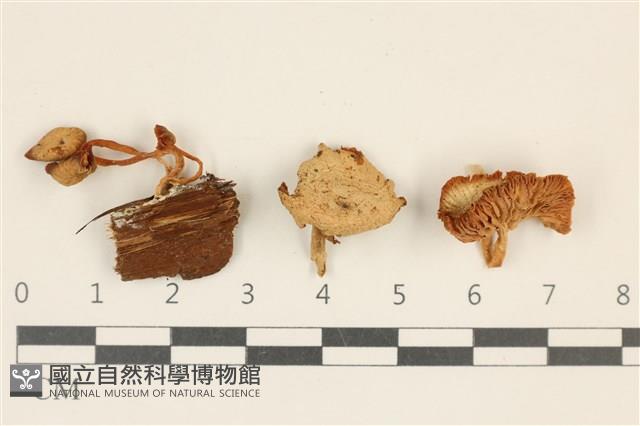濕傘屬藏品圖，第1張