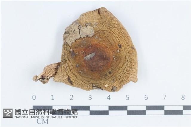 登錄號:F0038817藏品圖，第1張