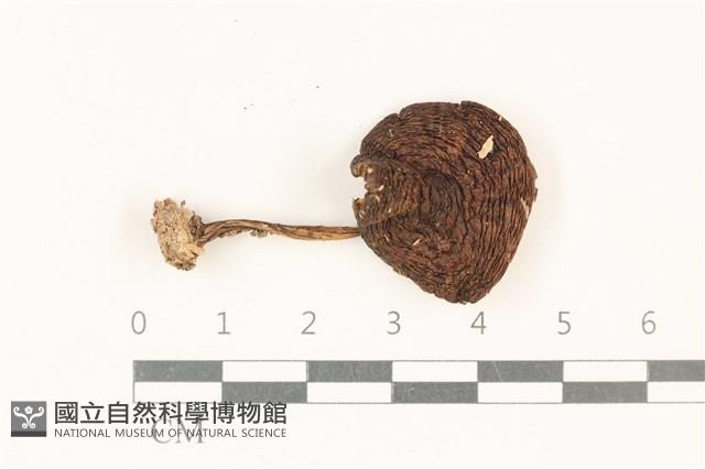 登錄號:F0037817藏品圖，第1張