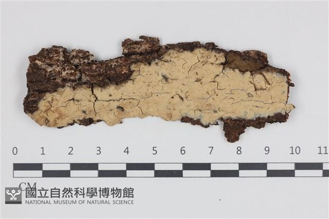 登錄號:F0035817藏品圖，第1張