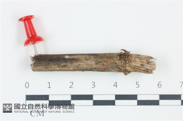 登錄號:F0038917藏品圖，第1張