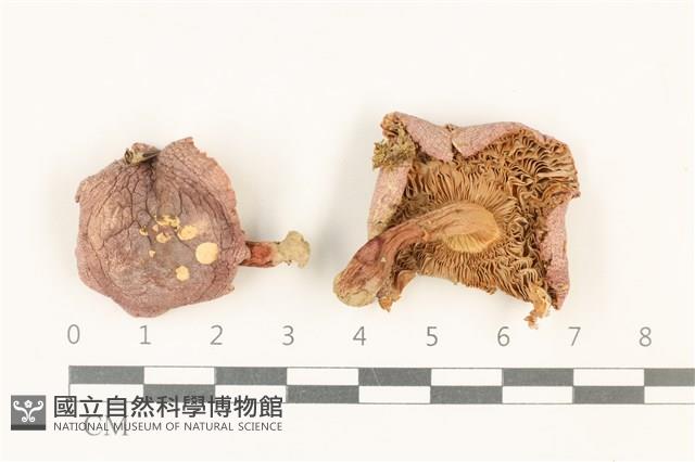紅菇屬藏品圖，第1張