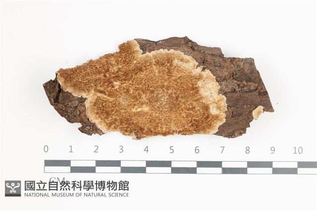 附毛菌屬藏品圖，第1張