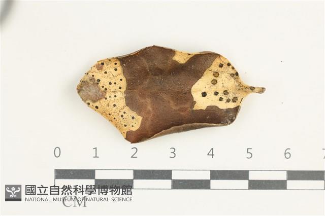 登錄號:F0038617藏品圖，第1張