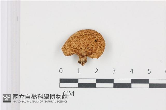 寬鱗多孔菌藏品圖，第1張