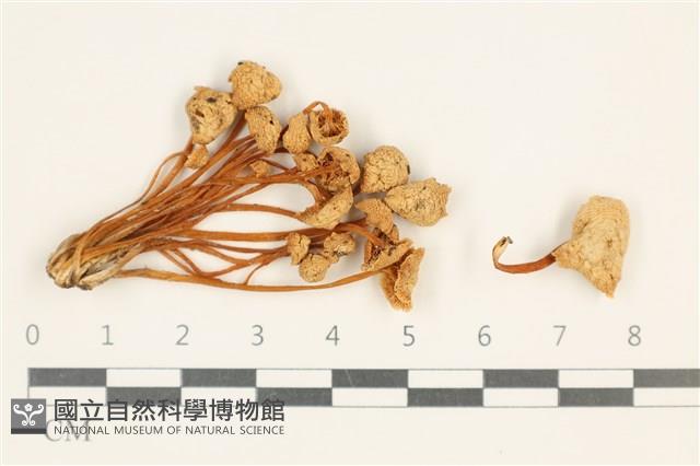 登錄號:F0037617藏品圖，第1張