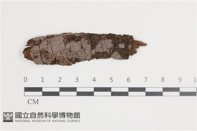刺革菌屬藏品圖，第1張