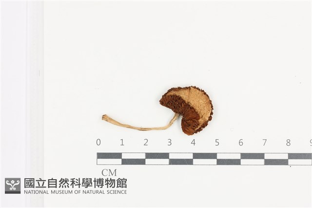 變色糞傘藏品圖，第1張