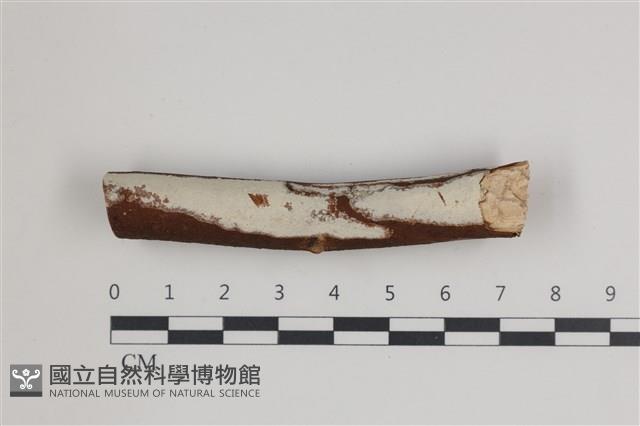射脈菌屬藏品圖，第1張