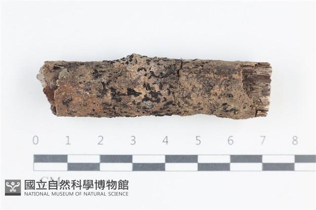 登錄號:F0038717藏品圖，第1張