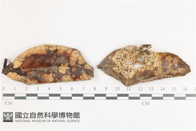 登錄號:F0036717藏品圖，第1張