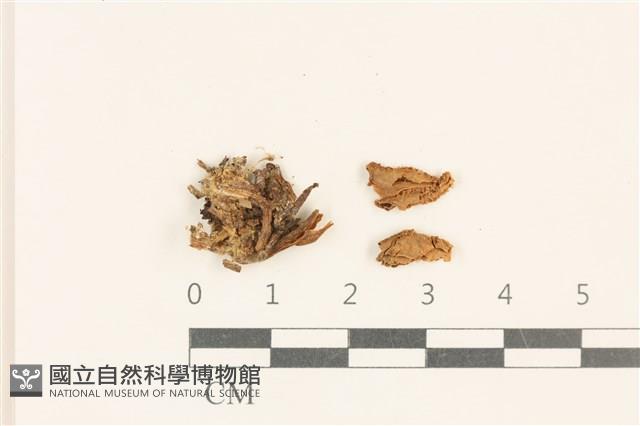 小皮傘屬藏品圖，第1張
