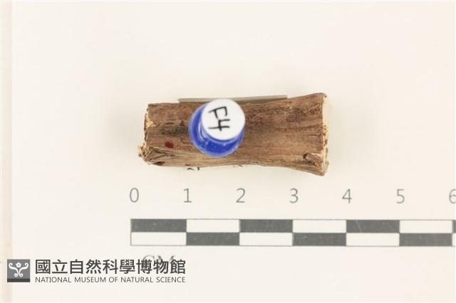 登錄號:F0037717藏品圖，第1張
