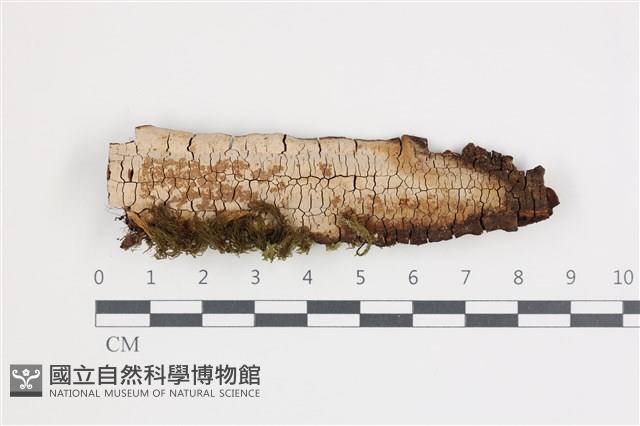 登錄號:F0035717藏品圖，第1張