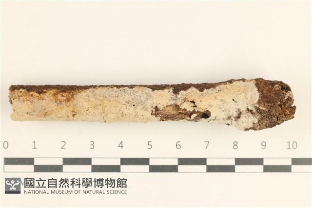 顯絲菌屬藏品圖，第1張