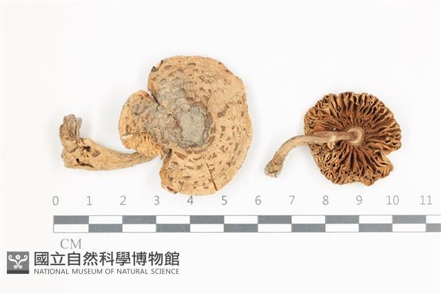 登錄號:F0036517藏品圖，第1張