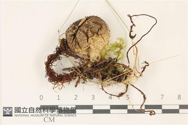登錄號:F0037517藏品圖，第1張