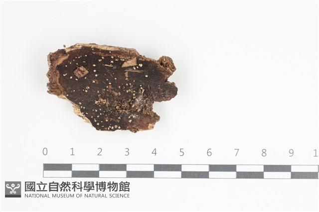 登錄號:F0035517藏品圖，第1張