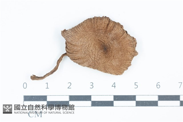 珠雞斑白鬼傘藏品圖，第1張