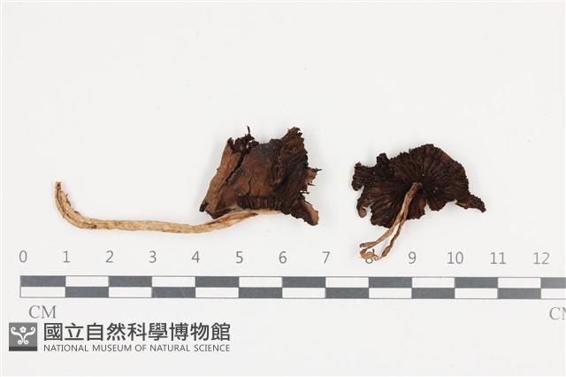 登錄號:F0036117藏品圖，第1張