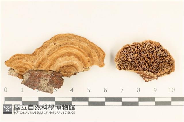登錄號:F0037117藏品圖，第1張