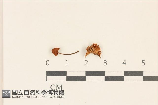 小皮傘屬藏品圖，第1張