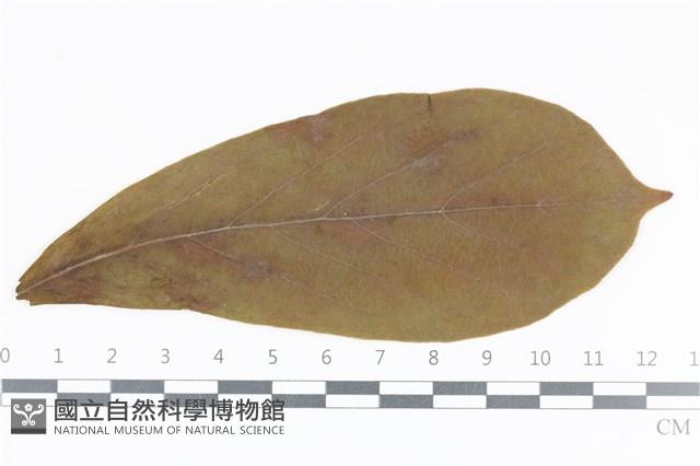 登錄號:F0036017藏品圖，第1張
