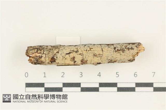 登錄號:F0038317藏品圖，第1張