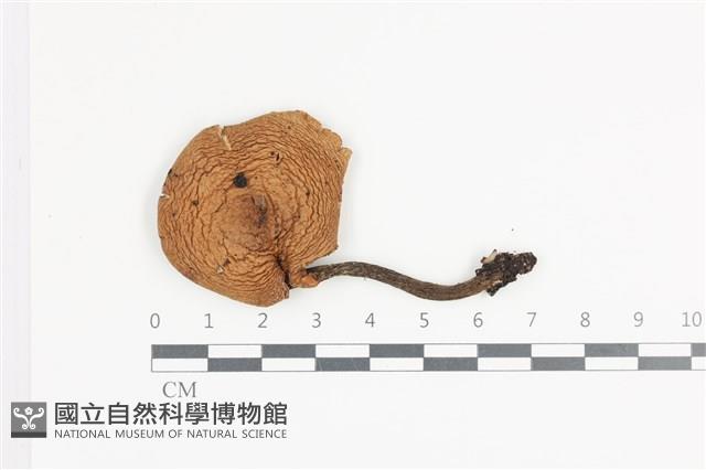 登錄號:F0036317藏品圖，第1張