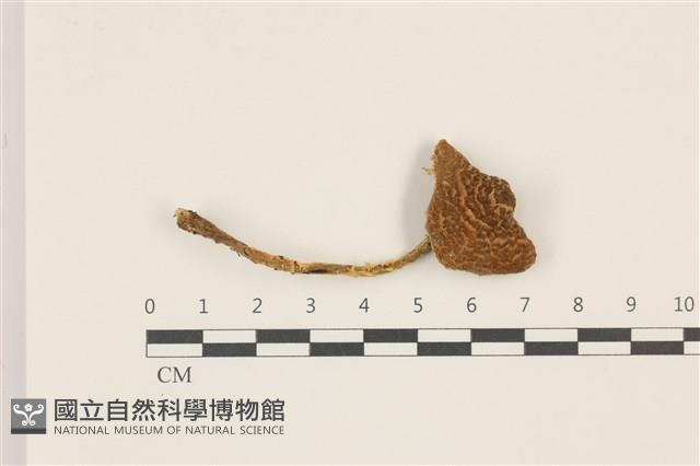 登錄號:F0037317藏品圖，第1張
