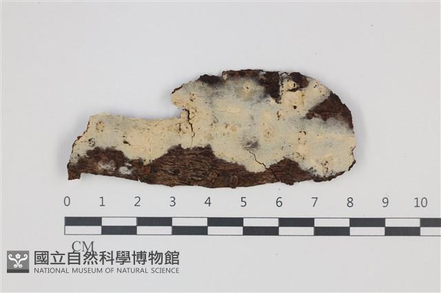 剛毛絲皮菌藏品圖，第1張