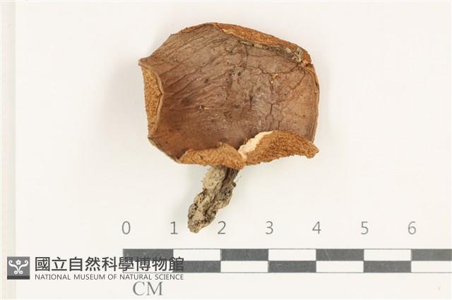 登錄號:F0038257藏品圖，第1張