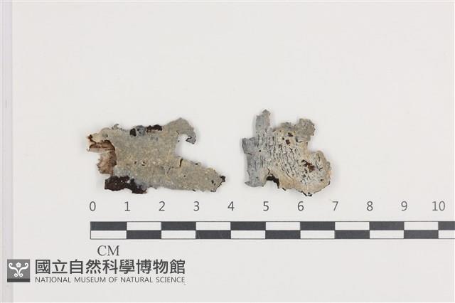 館號:F0036257藏品圖，第1張