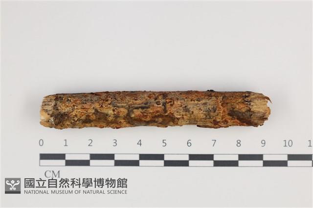 登錄號:F0035257藏品圖，第1張