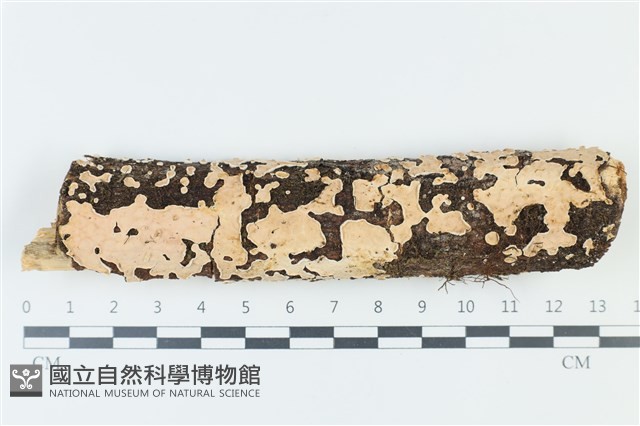 登錄號:F0039257藏品圖，第1張