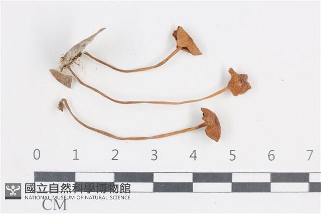 登錄號:F0038857藏品圖，第1張