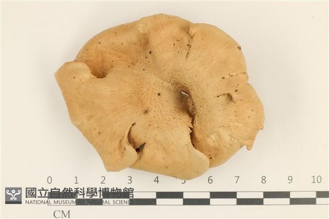 登錄號:F0036857藏品圖，第1張