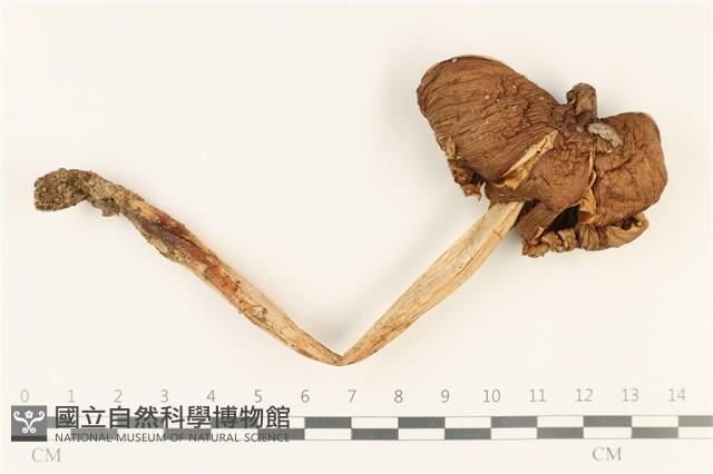 登錄號:F0037857藏品圖，第1張